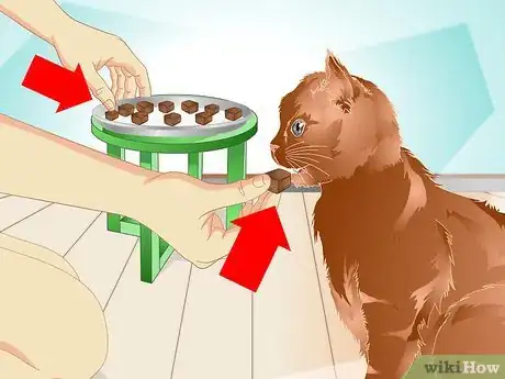 Image intitulée Teach a Cat to "High Five" Step 22